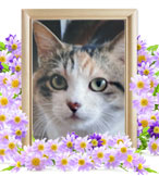 ペット火葬(猫の火葬)