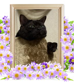 ペット火葬(猫の火葬)