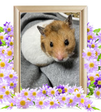 ハムスターの火葬