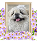 ペットの火葬(犬火葬)