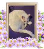 ペット火葬(猫の火葬)