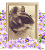 モモンガの火葬