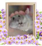 ハムスターの火葬