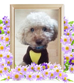 ペット火葬(犬の火葬)