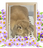 ペット火葬(ウサギの火葬)