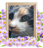 ペット火葬(猫の火葬)