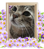 ペット火葬(猫の火葬)