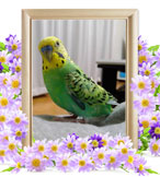 ペット火葬(インコの火葬)