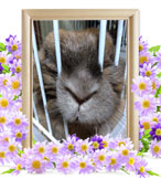 ウサギの火葬(むぎちゃ)