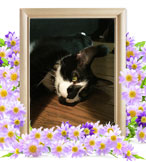 ペット(猫)の火葬