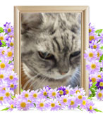 猫の火葬(アメリカンショート)