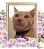 ペット火葬(猫の火葬)