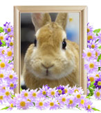 ペット火葬(うさぎの火葬)