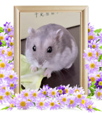 ハムスターの火葬