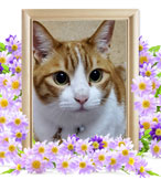 ペット火葬(猫の火葬)