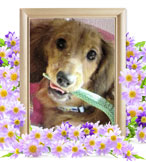 ミニチュアダックスの火葬