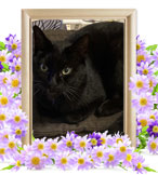 ペット火葬(猫の火葬)