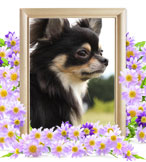 ペット火葬(猫の火葬)