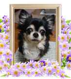 ペット火葬(犬の火葬)