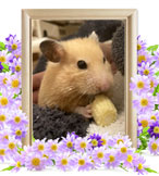 ハムスターの火葬(りんご)