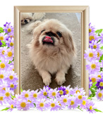 ペット火葬(犬の火葬)