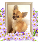 ペット火葬(犬の火葬)