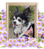 犬の火葬(チワワ)