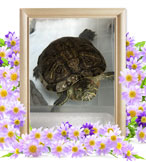 ペット火葬(カメの火葬)