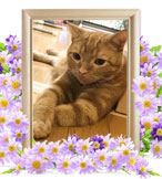 ペット火葬(猫 火葬)