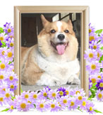 コーギーの火葬