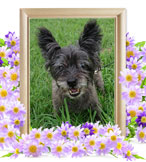 ペット(犬)の火葬