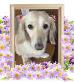 犬の火葬(クウア)