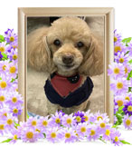 犬の火葬(トイプードル)