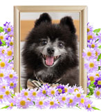 犬の火葬(クロロ)