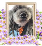 トイプードルの火葬