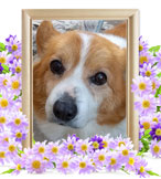 ペット火葬(犬の火葬)