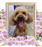 犬の火葬(トイプードル)