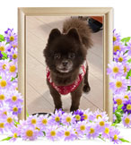 ペットの火葬(ココ)