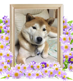 ペット火葬(犬の火葬)