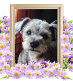 ペット火葬(犬の火葬)