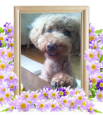 ペットの火葬(犬火葬)