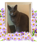 ペット火葬(猫の火葬)