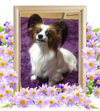 ペット火葬(犬の火葬)