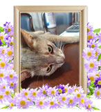 ペット火葬(猫の火葬)