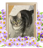 ペット火葬(小動物の火葬)