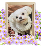 ペット火葬(犬の火葬)