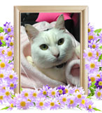 ペット火葬(猫の火葬)