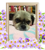 ペット火葬(犬の火葬)