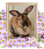 ペット火葬(ウサギの火葬)