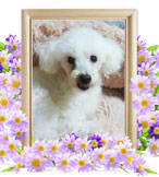 ペット火葬(犬の火葬)